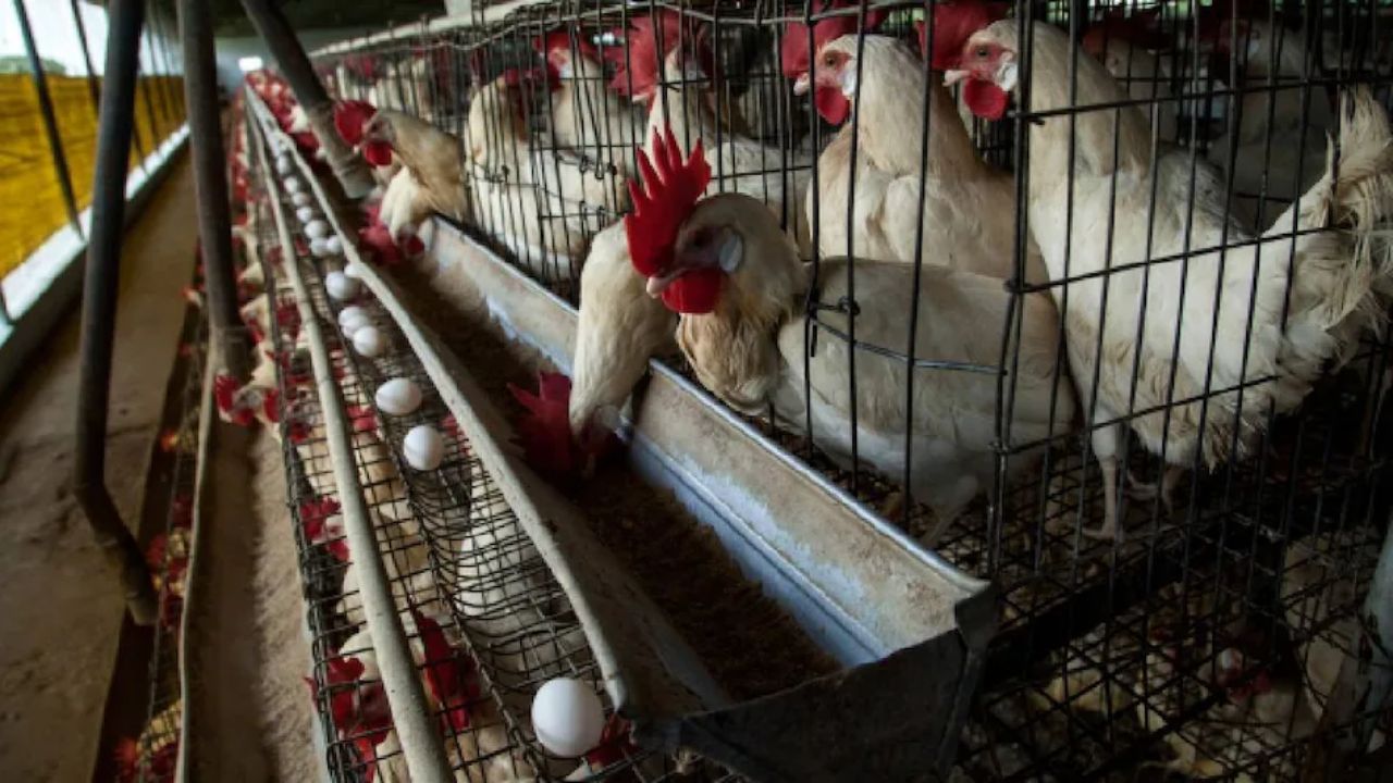 Feed-Water in Poultry