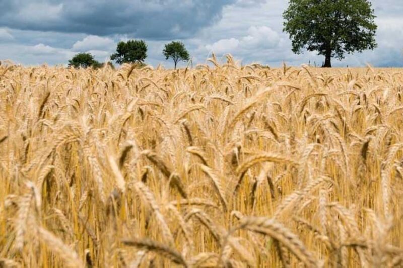 Gehun Ka Bhav 9 March 2026