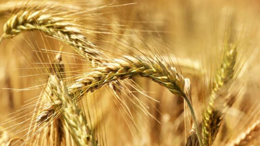 Gehun Mandi Bhav 11 March 2026