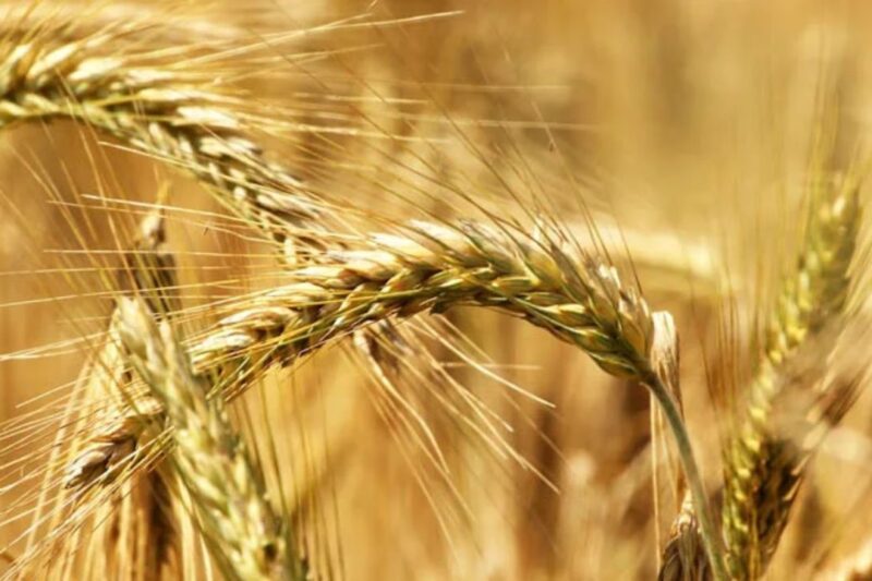 Gehun Mandi Bhav 11 March 2026: ईरान-अमेरिका युद्ध के कारण गेहूं के दाम आसमान पर, जानें अपने शहर के ताजा गेहूं मंडी भाव