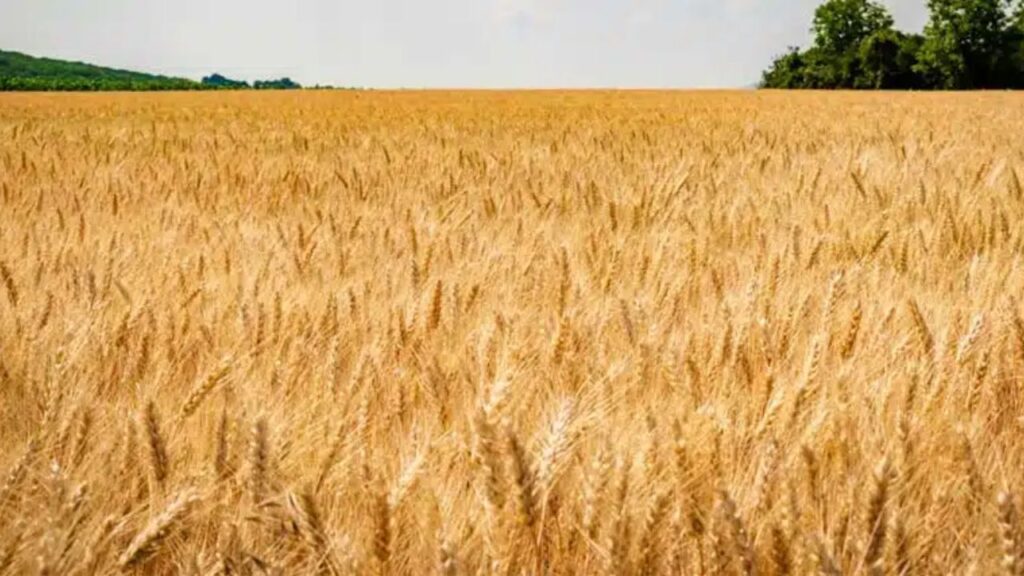 Gehun Mandi Bhav 13 March 2026