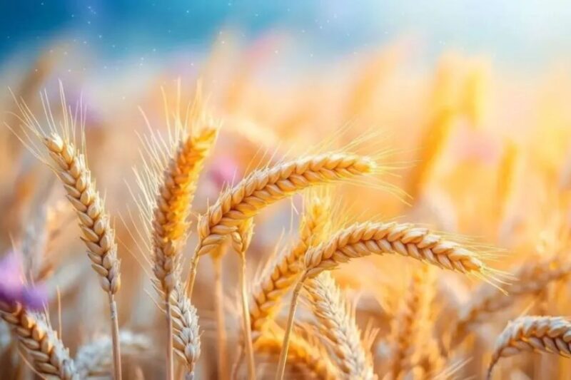 Gehun Mandi Bhav 16 March 2026