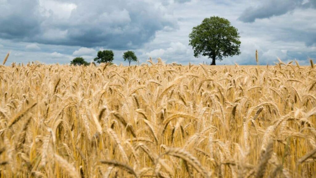 Gehun Mandi Bhav 18 March 2026