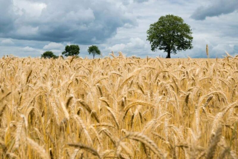 Gehun Mandi Bhav 18 March 2026: गुरुवार को पंजाब में MSP से 70 रुपये अधिक मिला, मध्य प्रदेश में 165 रुपये कम, पुरानी गेहूं बेचने का अंतिम हफ्ता, किसान संगठनों ने चेताया, जानें देश की 25 मंडियों के ताजा रेट