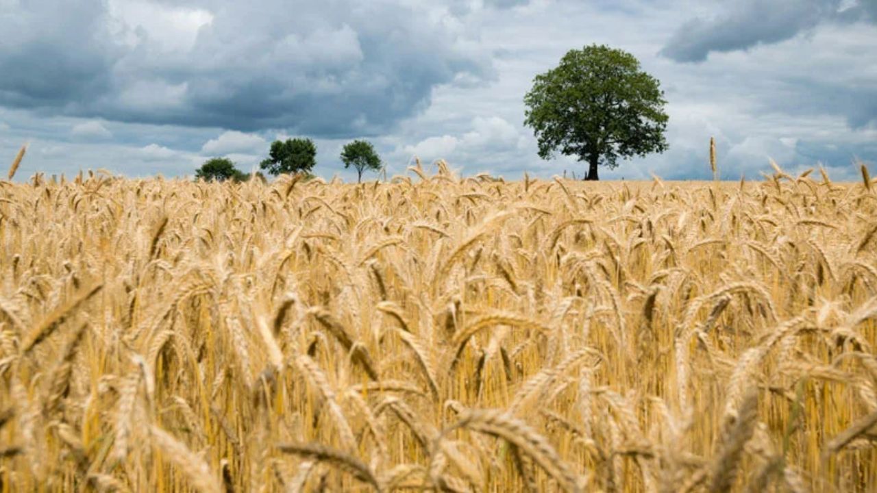 Gehun Mandi Bhav 18 March 2026