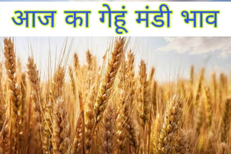 Gehun Mandi Bhav 19 March 2026