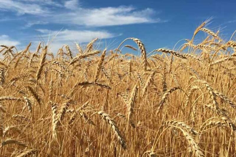 Gehun Mandi Bhav 24 March 2026