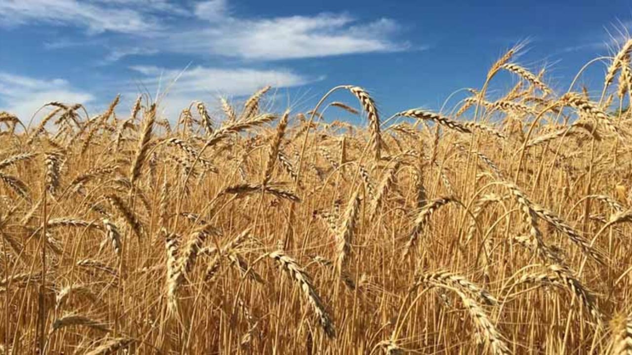 Gehun Mandi Bhav 24 March 2026