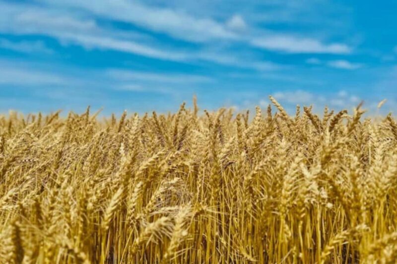 Gehun Mandi Bhav 25 March 2026: मंडी में क्या चल रहे दाम, किसानों को मिल रहा MSP से ज्यादा भाव, बुधवार को प्रमुख मंडियों के रेट, उत्तर प्रदेश-पंजाब-हरियाणा-मध्य प्रदेश-राजस्थान में आज के ताजा भाव, खरीद-बिक्री की पूरी जानकारी, कटाई सीजन में तेजी