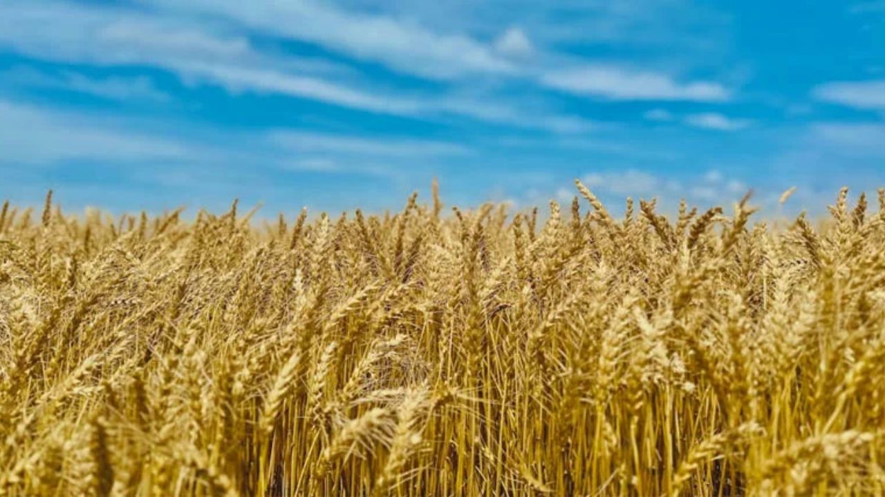 Gehun Mandi Bhav 25 March 2026