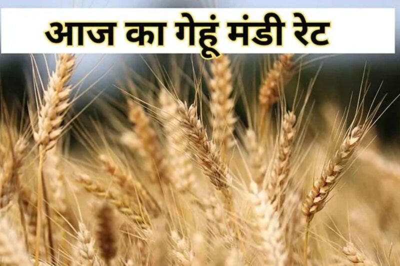 Gehun Mandi Bhav 30 March 2026: गेहूं के बाजार भाव में हलचल, ₹2260 से ₹3231 प्रति क्विंटल तक पहुंचे दाम; जानें किसानों के लिए कमाई के सही अवसर