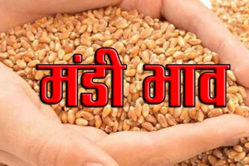 Gehun Mandi Bhav 31 March 2026