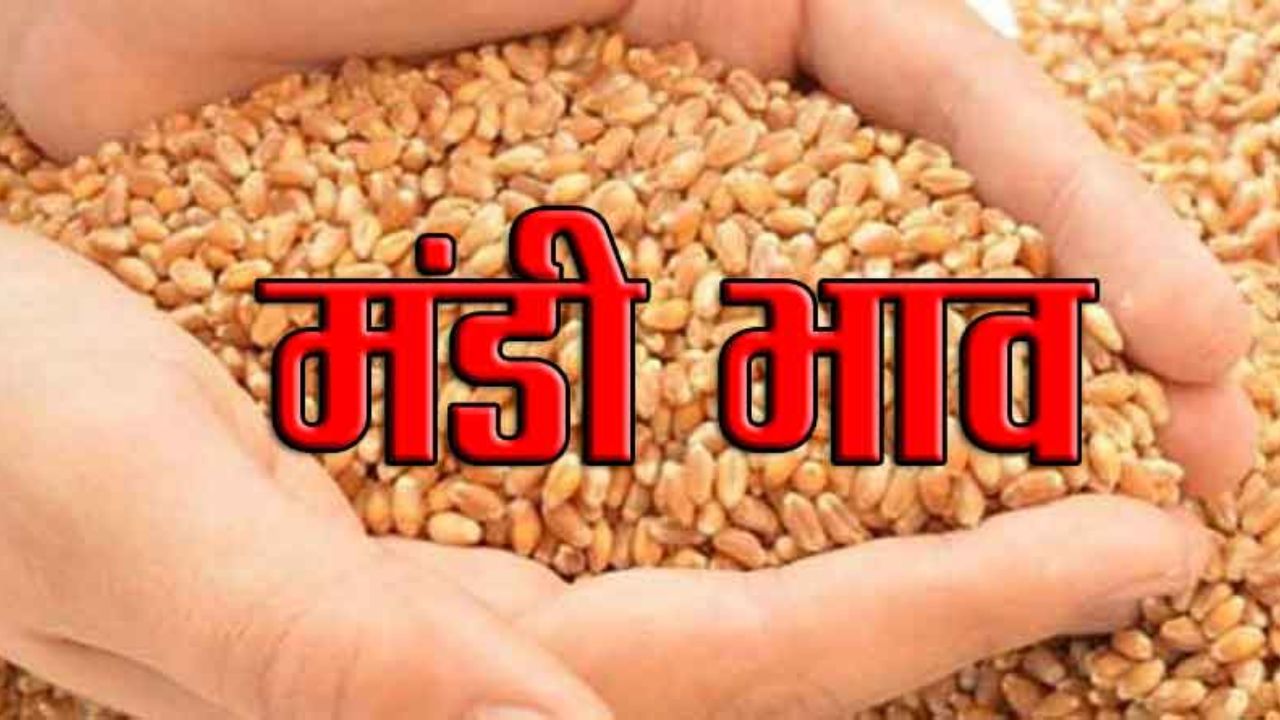 Gehun Mandi Bhav 31 March 2026