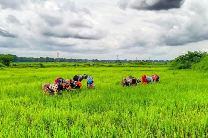 Krishak Unnati Scheme: होली पर छत्तीसगढ़ के किसानों को बड़ा तोहफा, 25 लाख से अधिक किसानों के खातों में पहुंचे 10 हजार करोड़ रुपये, धान बोनस की अंतर राशि से गांव-गांव में खुशी का माहौल