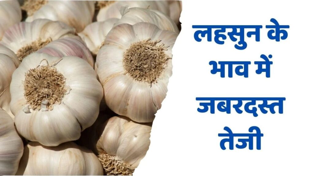 Lahsun Mandi Bhav 12 March 2026