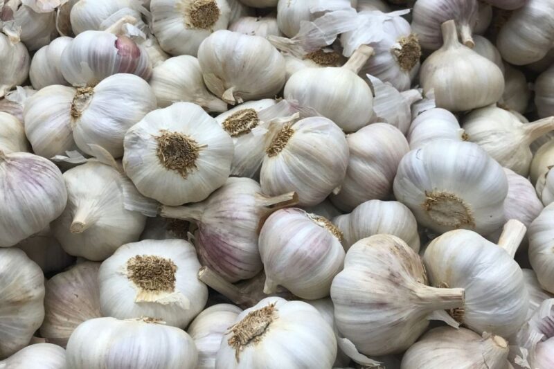 Lahsun Mandi Bhav 17 March 2026: मंगलवार को मंदसौर में नई फसल से दाम गिरे, 11450 रुपये प्रति क्विंटल पर पहुंचा भाव, अप्रैल में मुख्य फसल आने पर और गिरावट संभव, जानें देश की 25 मंडियों के ताजा रेट