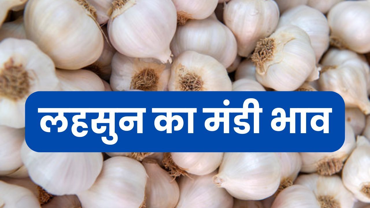 Lahsun Mandi Bhav 18 March 2026