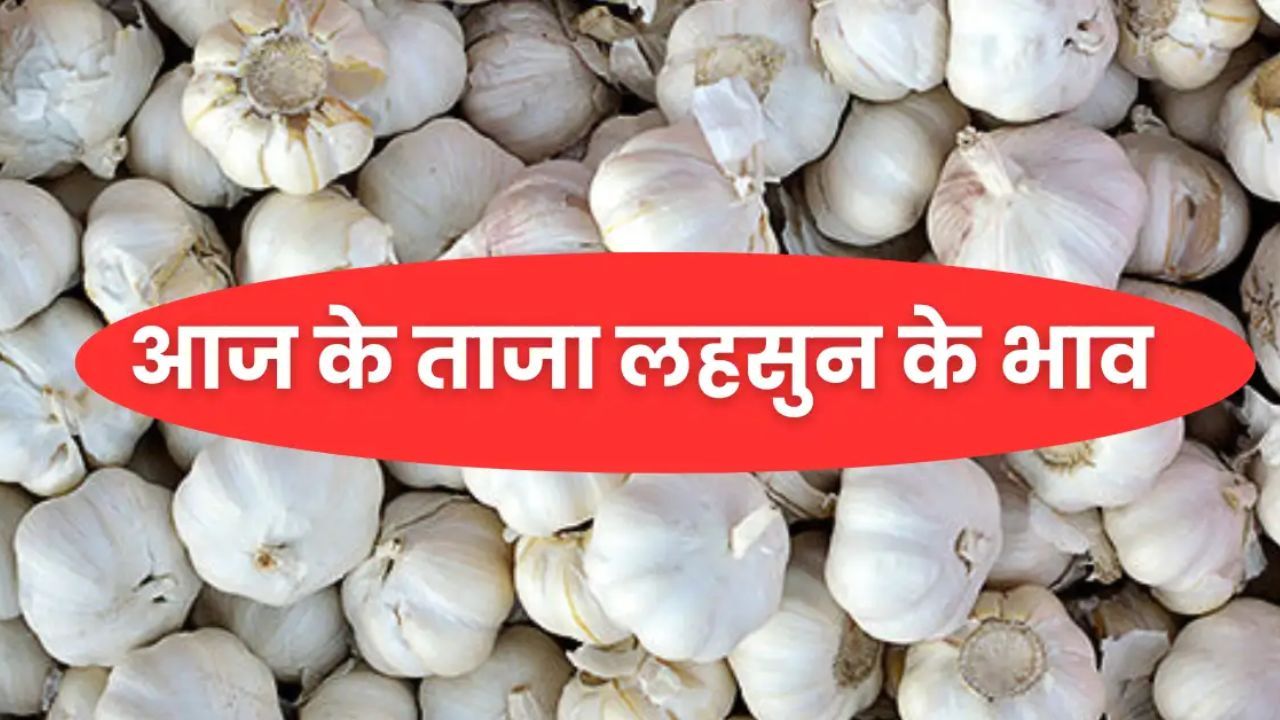 Lahsun Mandi Bhav 19 March 2026