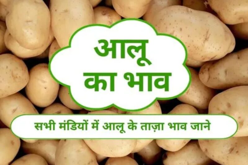 Potato Mandi Bhav 10 March 2026: आलू के दाम 5 महीने में 37% धड़ाम, नवंबर में 1879 से मार्च में 1185 रुपये क्विंटल, MP में 2203 से 460 तक गिरा भाव, अखिलेश यादव ने BJP पर बोला हमला, किसान MSP की मांग पर अड़े