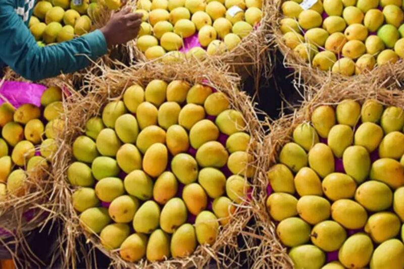 Rent A Mango Tree: ₹10,300 में किराये पर लें आम का पेड़, घर बैठे मिलेंगे 90 किलो तक केमिकल-फ्री आम, वीडियो से देखें अपने पेड़ की ग्रोथ, जानें सभी प्लान की पूरी डिटेल