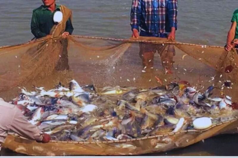 Seafood Export India 2026: भारत का सीफूड बाजार तेजी से क्यों बढ़ रहा है? जानें वो 8 बड़ी वजहें, PM मत्स्य संपदा योजना की भूमिका और मछुआरों को कैसे मिल रहा फायदा