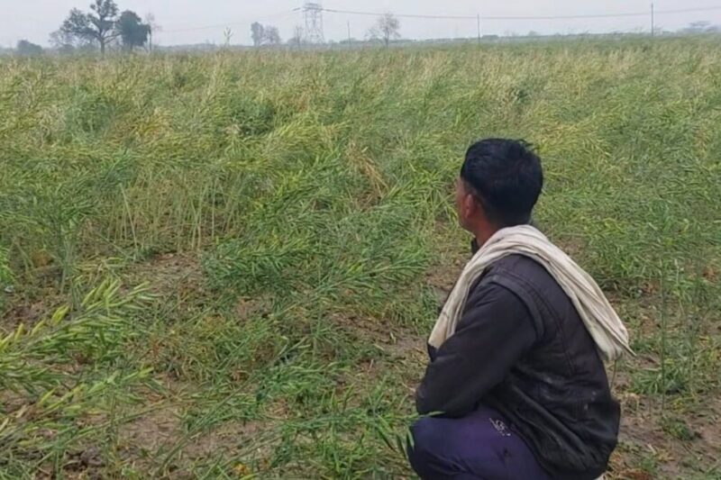 UP Farmer News: होली के बाद उत्तर प्रदेश के मौसम में बदलाव, तापमान बढ़ने से फसलों पर संकट, कृषि विशेषज्ञों ने गेहूं-सरसों-चने के लिए जारी की विशेष सलाह, हल्की सिंचाई जरूरी, जानें पूरी गाइडलाइन
