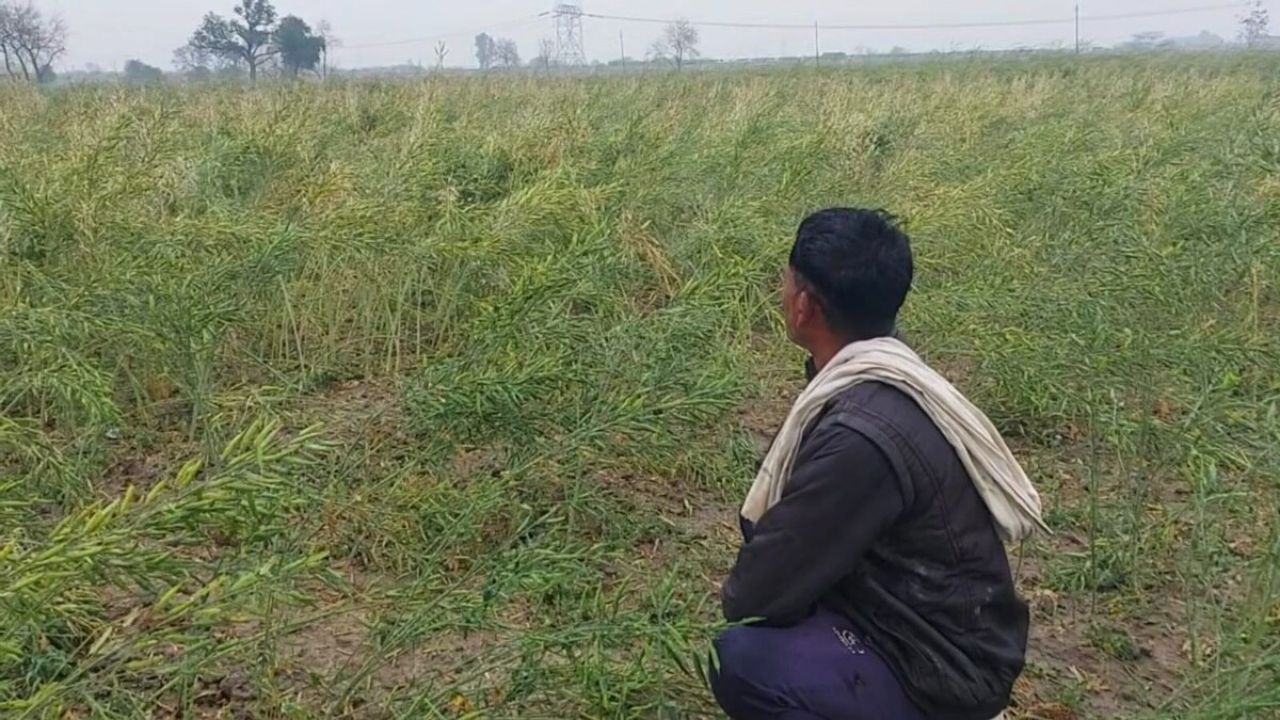 UP Farmer News