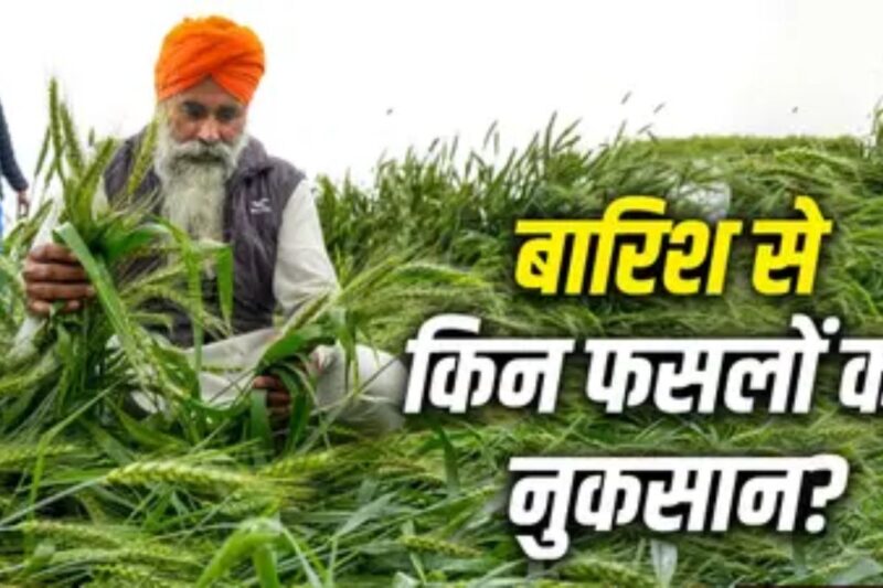 Wheat Production: बेमौसम बारिश और ओलावृष्टि से गेहूं उत्पादन पर संकट, 6 राज्यों के किसान सबसे ज्यादा प्रभावित, सरकारी लक्ष्य पर भी मंडराया खतरा