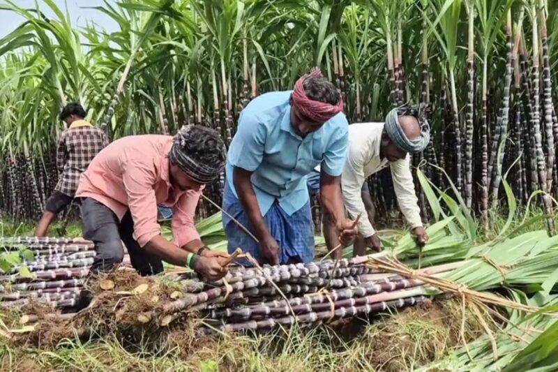 Bihar Ganna Farmers News: बिहार सरकार गन्ना सेवा केंद्रों के रूप में कस्टम हायरिंग सेंटर स्थापित करेगी, लागत कम होगी, खेती आधुनिक बनेगी, किसानों की आय बढ़ेगी