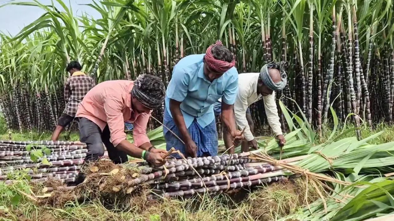 Bihar Ganna Farmers News