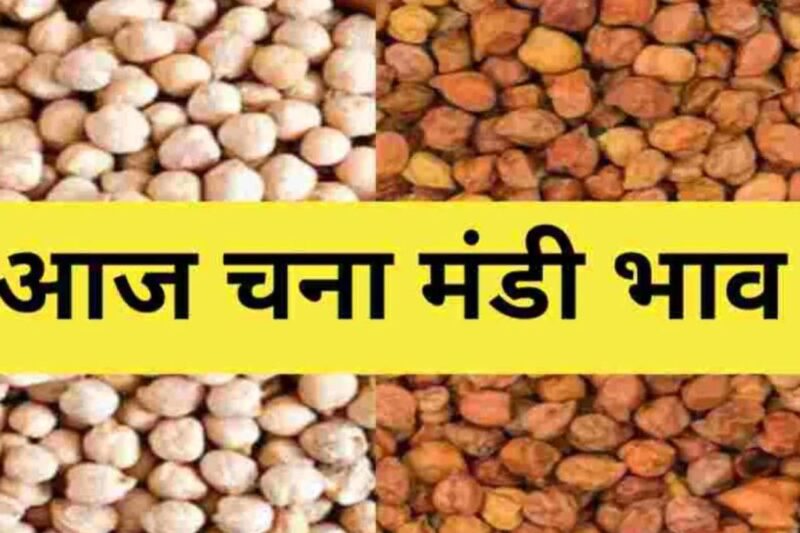Chana Mandi Bhav 10 April 2026: देशभर में औसत भाव 5100 से 5500 रुपये प्रति क्विंटल के आसपास, कुछ मंडियों में हल्की तेजी देखी गई