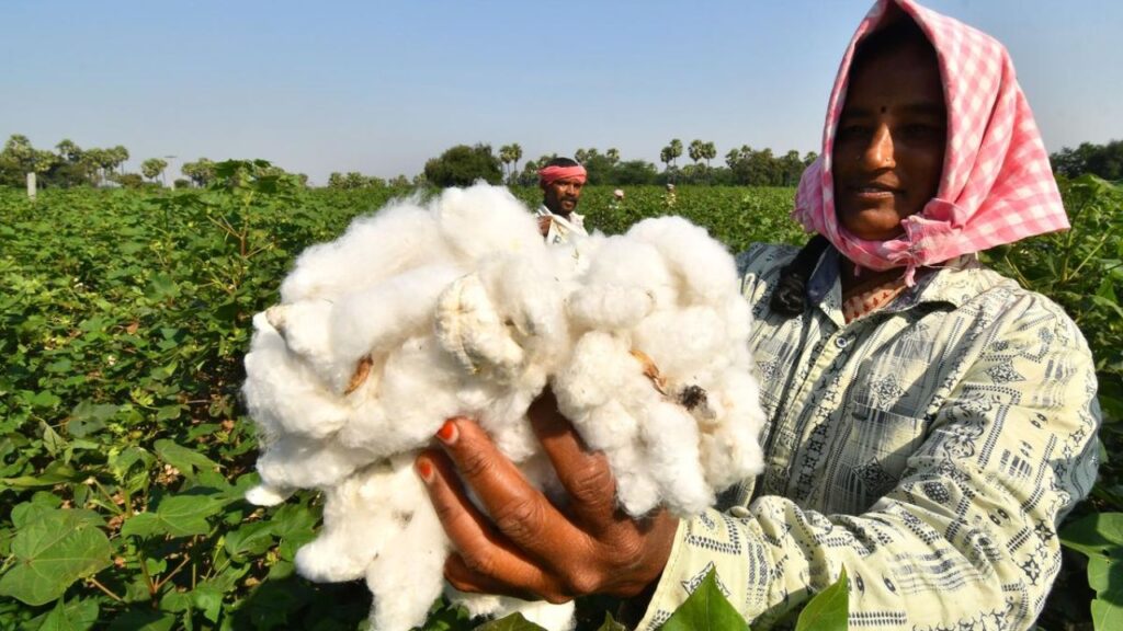Cotton Farmers News