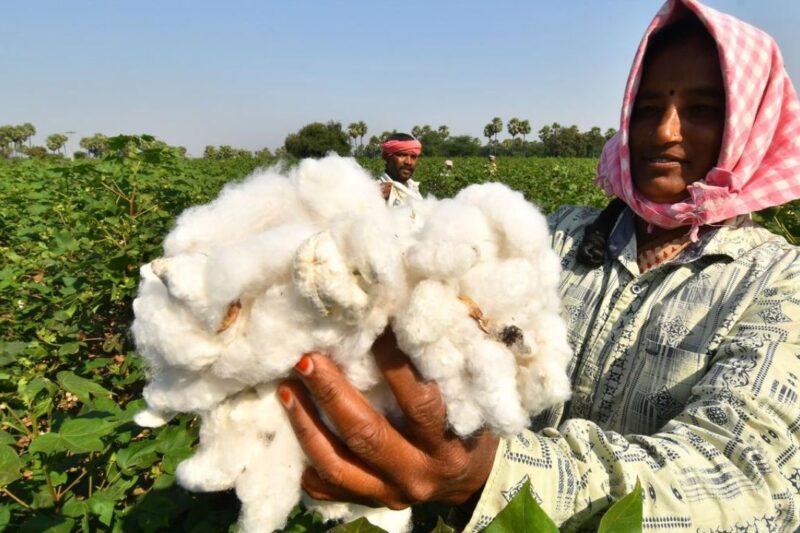 Cotton Farmers News: कपास किसानों के लिए बड़ी राहत, एमएसपी से कम दाम पर बिक्री होने पर मिलेगा सीधा मुआवजा, पूरी जानकारी 2026