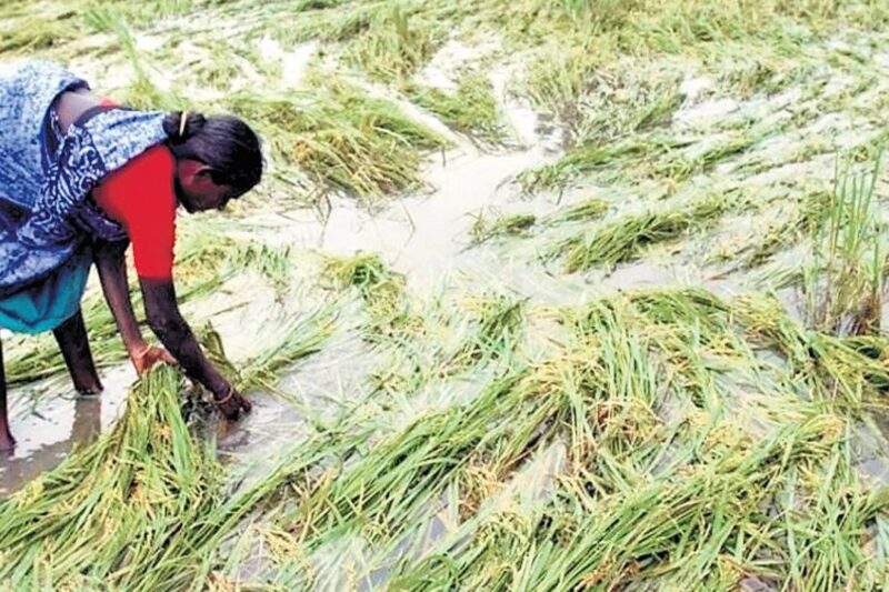 Crop Damage: 5 राज्यों में गेहूं की फसल बर्बाद, बेमौसम बारिश-ओलावृष्टि ने छीनी किसानों की मेहनत की कमाई, लाखों एकड़ प्रभावित, मुआवजे की मांग तेज