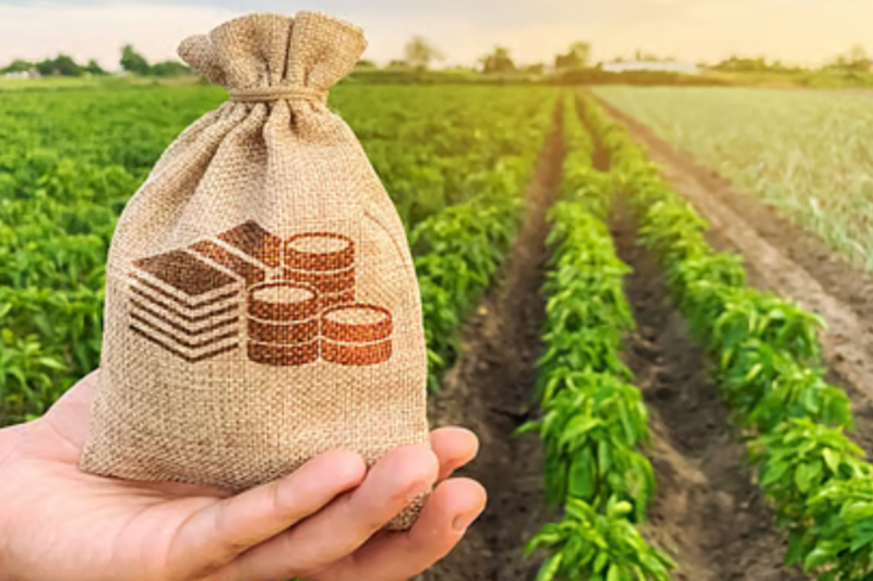 Crop Damage Compensation: हरियाणा में फसल खराब होने पर किसानों को मिलेगी बड़ी राहत, अब ₹50,000 प्रति एकड़ तक मुआवजा, बागवानी बीमा योजना में बड़ा बदलाव