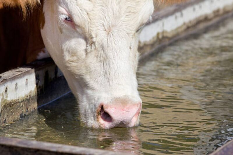 Drinking Water for Animal: गर्मी के बढ़ते तापमान में पशुओं को पानी पिलाने के विशेष टिप्स जारी, डिहाइड्रेशन और हीट स्ट्रेस से बचाएं दूध उत्पादन और स्वास्थ्य