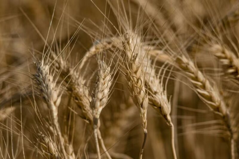 Gehun Mandi Bhav 10 April 2026: देशभर में भाव स्थिर से हल्की तेजी, औसत 2400 से 2850 रुपये प्रति क्विंटल, कुछ राज्यों में बारिश प्रभावित फसल का असर