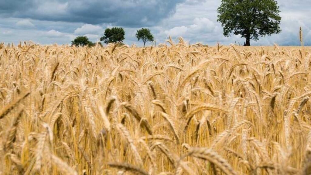 Gehun Mandi Bhav 14 April 2026