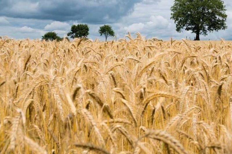 Gehun Mandi Bhav 14 April 2026: देशभर में गेहूं के दाम स्थिर, किसानों को अच्छी कमाई की उम्मीद, कई राज्यों में सरकारी खरीद तेज, जानें देश के 25 बड़ी मंडियों में गेहूं के ताजा मंडी भाव