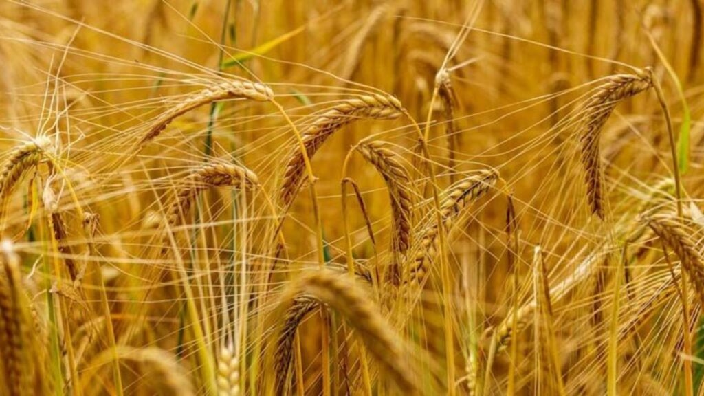 Gehun Mandi Bhav 15 April 2026