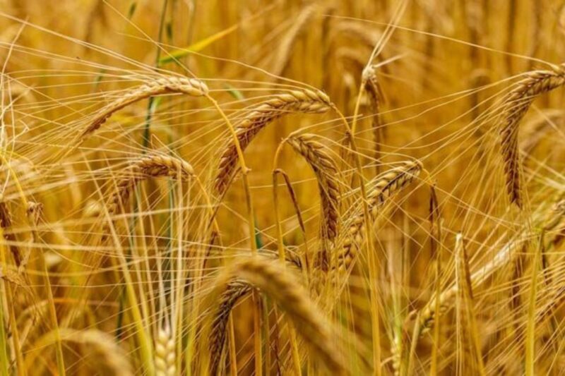 Gehun Mandi Bhav 15 April 2026