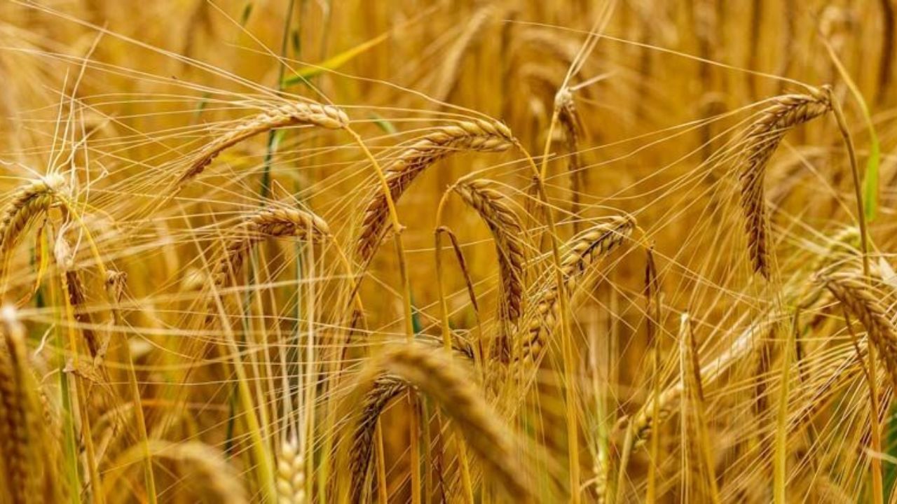 Gehun Mandi Bhav 15 April 2026