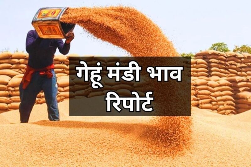 Gehun Mandi Bhav 24 April 2026: औसत 2440 रुपये क्विंटल, पंजाब हरियाणा में 2580 तक मजबूत लेकिन मध्य प्रदेश राजस्थान में गिरावट, किसानों को फायदा या घाटा पूरी जानकारी