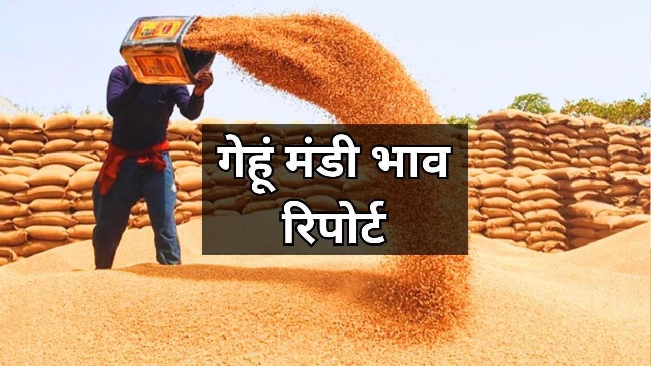 Gehun Mandi Bhav 24 April 2026