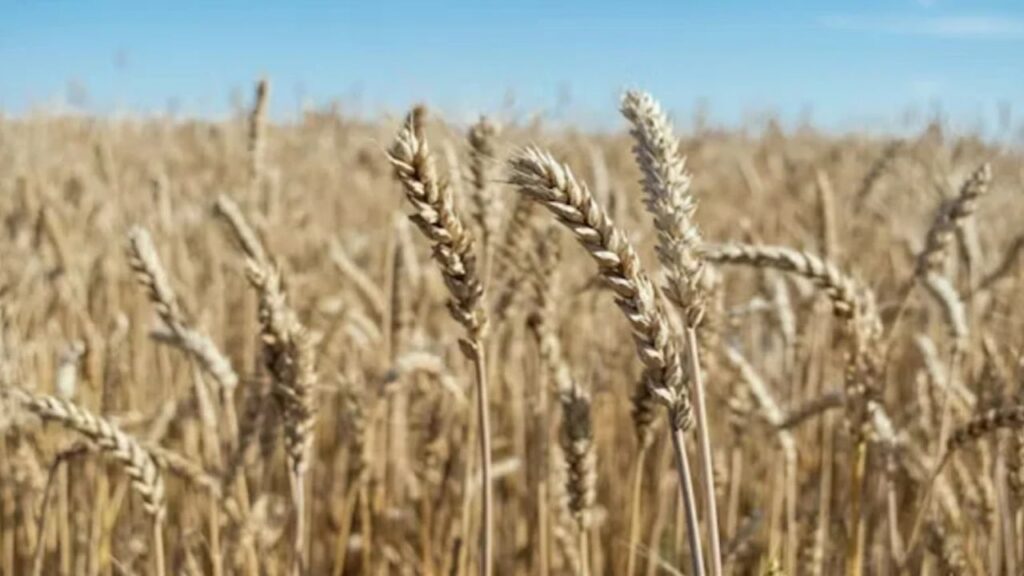 Gehun Mandi Bhav 3 April 2026