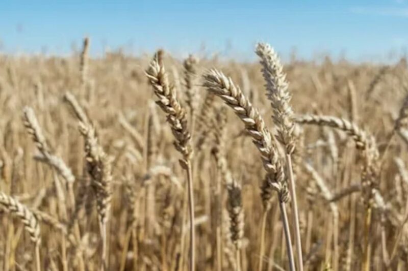 Gehun Mandi Bhav 3 April 2026: बारिश से गेहूं की फसल खराब होने की आशंका से गेहूं के दाम में तेजी का दौर जारी, जानें आज के ताजा गेहूं मंडी भाव