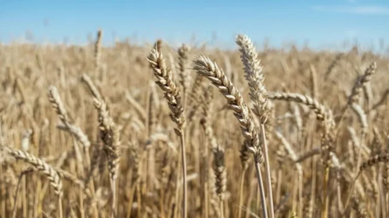 Gehun Mandi Bhav 3 April 2026