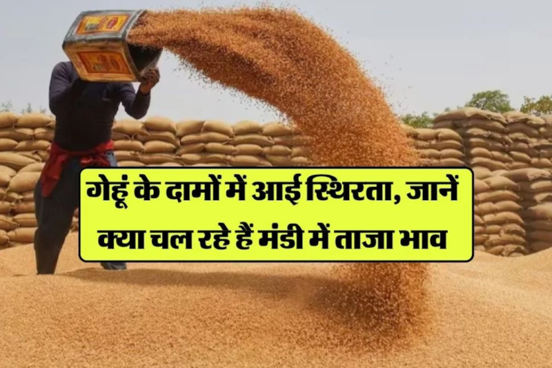 Gehun Mandi Bhav 6 April 2026: राज्यवार गेहूं की कीमतें स्थिर रहने के साथ किसानों को अच्छा मुनाफा मिलने की उम्मीद, जानें आज के ताजा गेहूं मंडी भाव