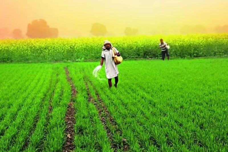 Green Manure: ढैंचा की खेती मिट्टी की बैटरी चार्ज करने का सबसे सस्ता और असरदार तरीका, यूरिया-खाद का खर्चा बचाएं