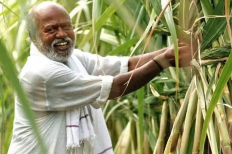 Haryana Farmer News: हरियाणा का ‘शुगर बाउल’ बना यमुनानगर, गन्ना उत्पादन में जिला सबसे आगे, किसानों को अच्छी कमाई, सरस्वती शुगर मिल दे रही मजबूत बाजार